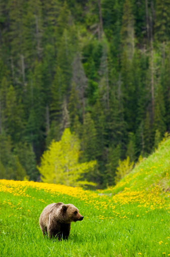 A grizzly bear in the Rocky Mountains forest