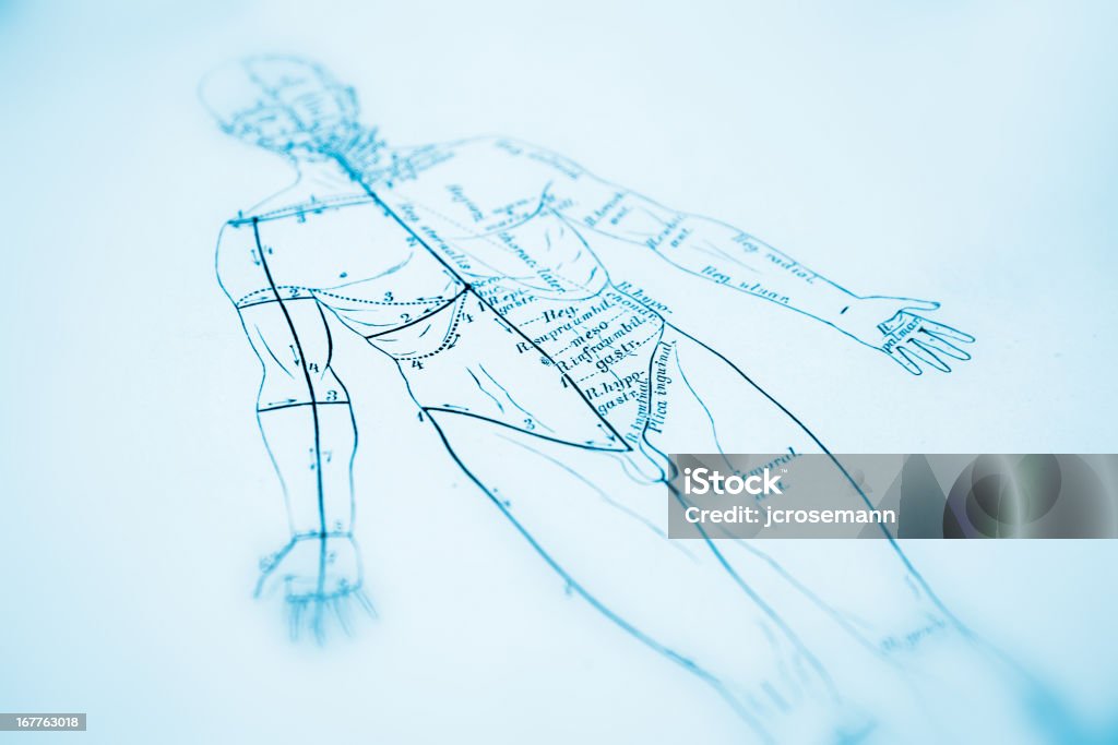 Anatomia humanos - Ilustração de Acupuntura royalty-free