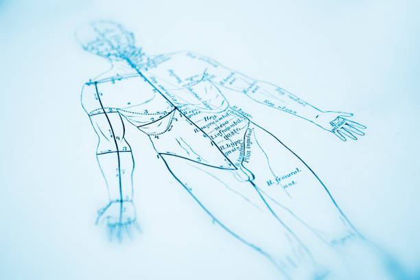 Human Anatomy Engraving from "Die descriptive und topographische Anatomie des Menschen"; by Dr. C. Heintzmann. Published by Wilhem Braumüller, Vienna (1884). Photographed and edited by J. C. Rosemann. acupuncture stock illustrations