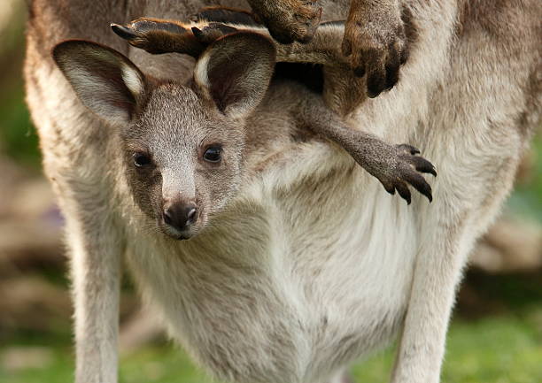Kangaroo Joey Baby kangaroo in the pouch. Looking so cute, and directly at camera. Australia. eastern gray kangaroo stock pictures, royalty-free photos & images