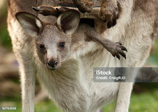 Filhote De Canguru - Fotografias de stock e mais imagens de Canguru - Canguru, Bolsa abdominal, Cria de canguru