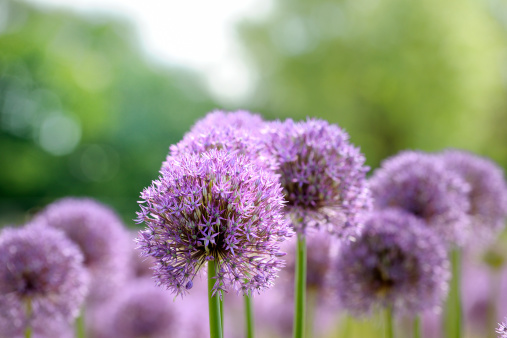 close up on onion flower heads, selective focus on the foreground