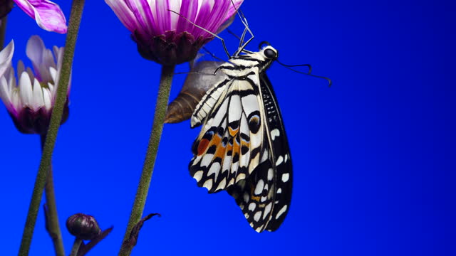 Butterfly on flower green screen