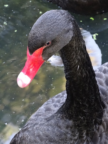 Portrait of a black swan