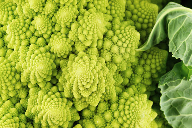 Roman cauliflower Romanesco broccolo (broccoli), or Roman cauliflower, is a famous example of a mathematical fractal structure in nature. fractal plant cabbage textured stock pictures, royalty-free photos & images