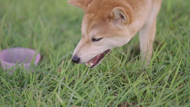 SLO MO: Close-up of a Shiba Inu dog's head concentrating on eating grass on the green lawn with a pink water bowl on her side at a natural parkland after her owner walking her.