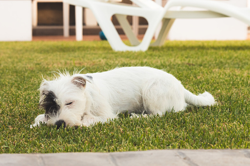 Adorable  dog lying on grass in yard and sleeping peacefully during summer day