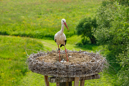 The white Stork in the nest