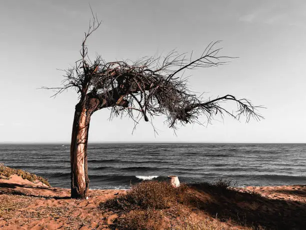 In this captivating photograph, a stark and lifeless tree stands as a solemn sentinel on a tranquil beach.