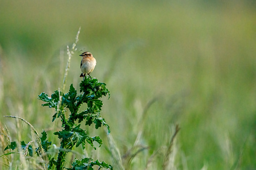 A whinchat in the wild