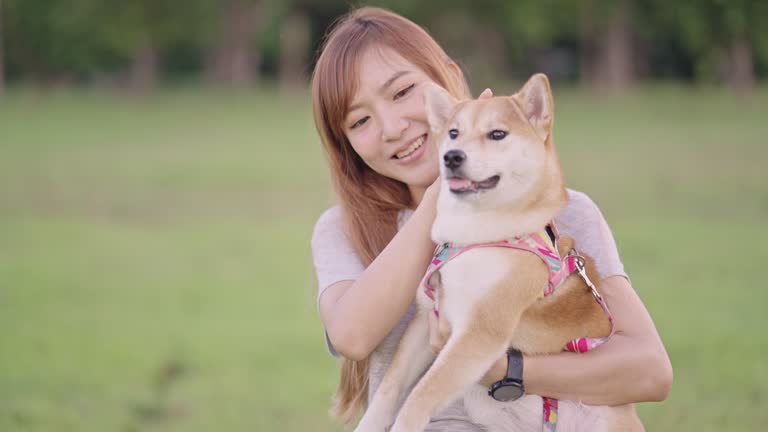 SLO MO: Close- up, front view of a contented Asian woman holding her Shiba Inu dog and gently touching and petting her while the dog's looking away with curiosity at a public park.