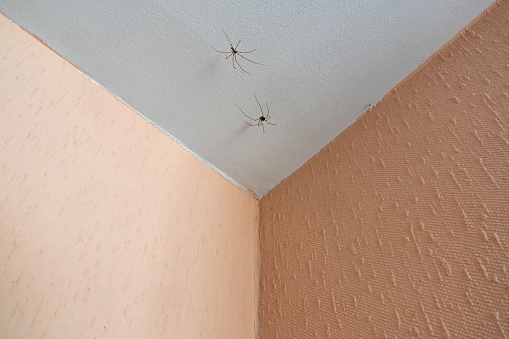 Two spiders on the ceiling in the corner of the room close-up, insects indoors