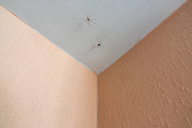 Two spiders on the ceiling in the corner of the room close-up, insects indoors stock photo