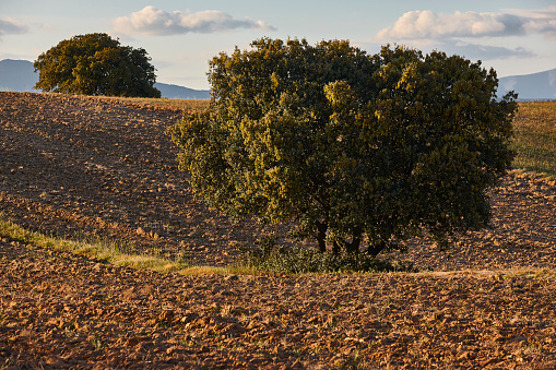 Fallow land. Rural landscape in Spain. Agriculture. Countryside