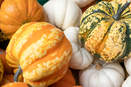 Pumpkin isolated on white background. View from above