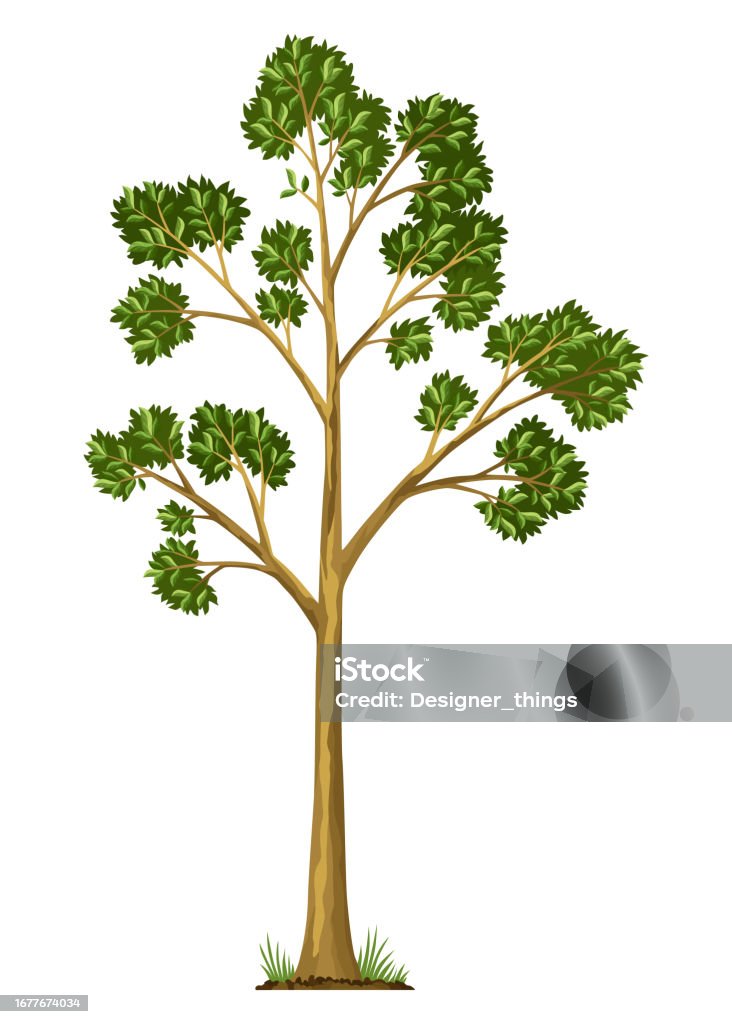 Stage Of Tree Growth Large Tree Growth With Green Leaf And Branches stage-of-tree-growth-large-tree-growth-with-green-leaf-and-branches