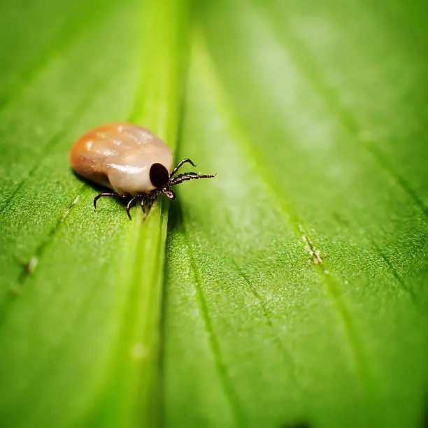 Close up picture of a small tick crawling on a green leaf.