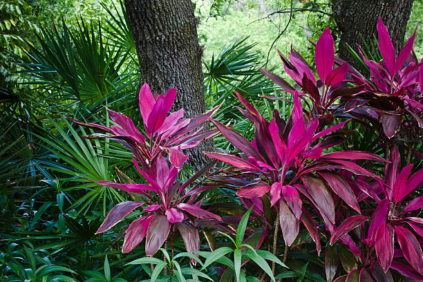 Tropical Foliage Brilliant red Ti plants  (Cordyline) against deep green tropical foliage. A native plant from eastern Asia to Polynesia, the Ti plant is commonly found in Florida and Hawaii, as well. ti plant stock pictures, royalty-free photos & images