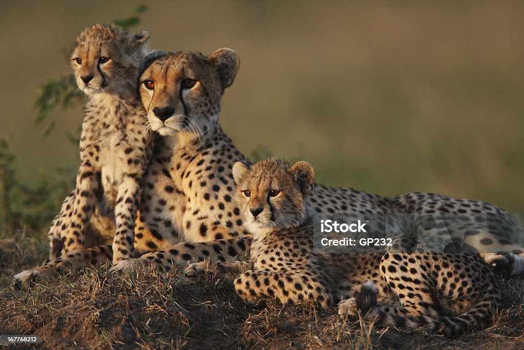Cheetah Family Mother cheetah with two 2 month old cubs on a termite mound in the Masai Mara Cheetah Stock Photo