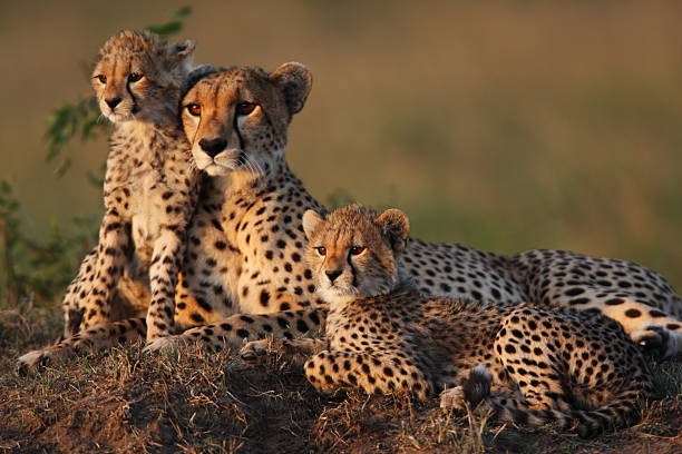 Cheetah Family Mother cheetah with two 2 month old cubs on a termite mound in the Masai Mara big cat stock pictures, royalty-free photos & images