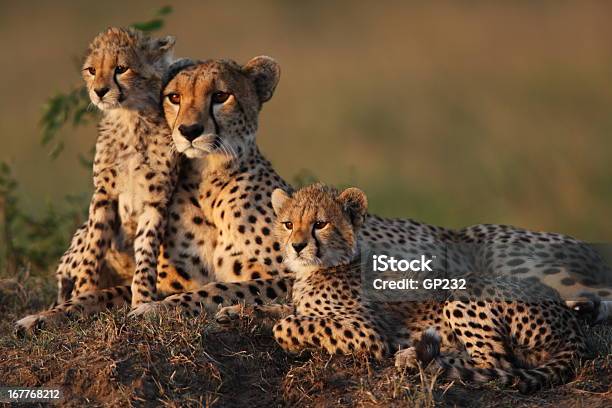 Cheetah Family Stock Photo - Download Image Now - Cheetah, Safari, Animal
