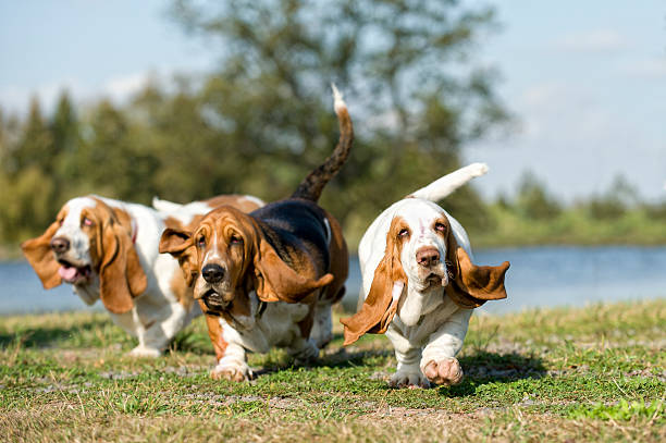 here come the girls Three Basset hounds on the move flapping wings photos stock pictures, royalty-free photos & images