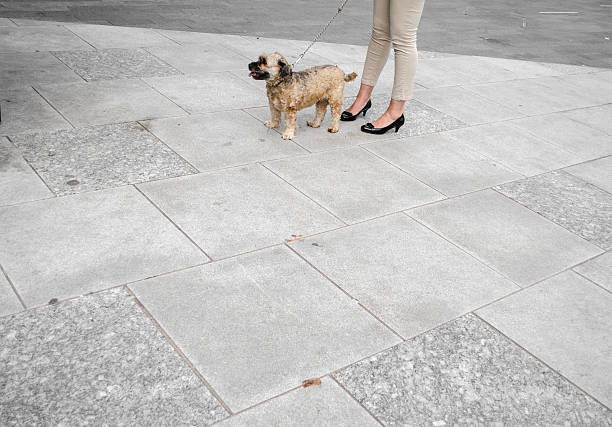pet dog with female owner on pavement walking the dog; pet dog with female owner on pavement straight leg pants stock pictures, royalty-free photos & images