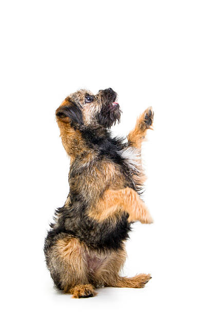 sit up and beg 6 month old border terrier puppy begging border terrier stock pictures, royalty-free photos & images