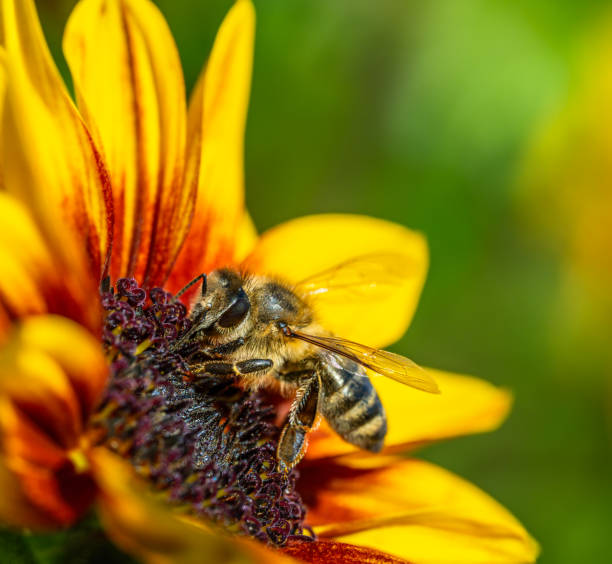 istock Macro of a bee on a sunflower blossom 1677689707