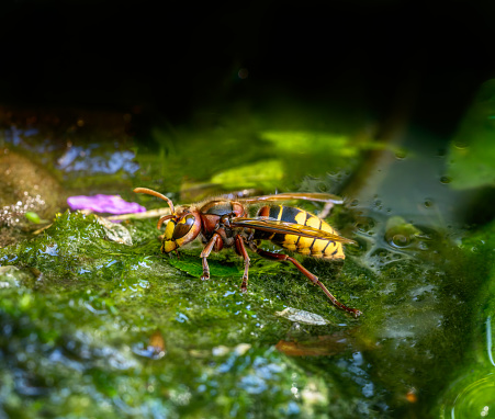 Macro of a hornet drinking water at a pond