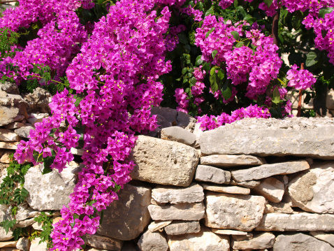 Beautiful purple bougainvillea and old sone wall, typical Dalmatian background, Croatia.
