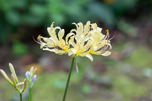 A yellow flower found in the park. Lycoris squamigera