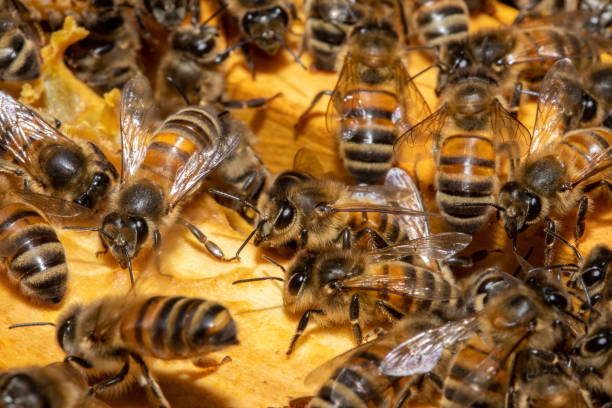 istock A macro closeup of bees building brace comb. 1677703082