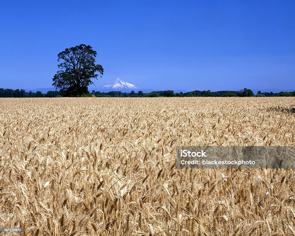 Campo di grano di sotto di quercia e monte Hood, Oregon - Foto stock royalty-free di Agricoltura