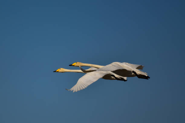 istock a pair of swans are flying 1677709320
