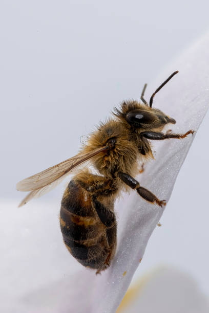 istock A macro close up of a honeybee on a flower. 1677709396