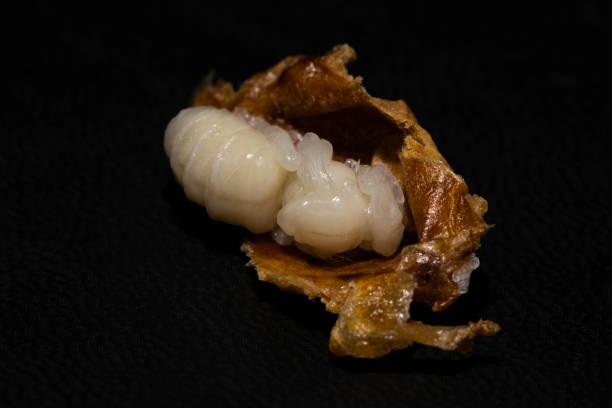 istock A macro close up of a partially formed Queen bee. 1677709578