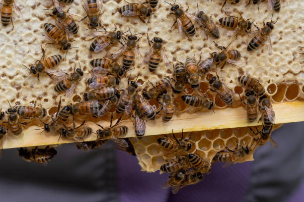 istock A full frame of capped honey from a bee hive. 1677709874