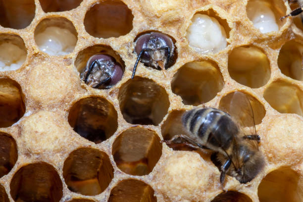 istock A macro close up of hatching bees. 1677709895