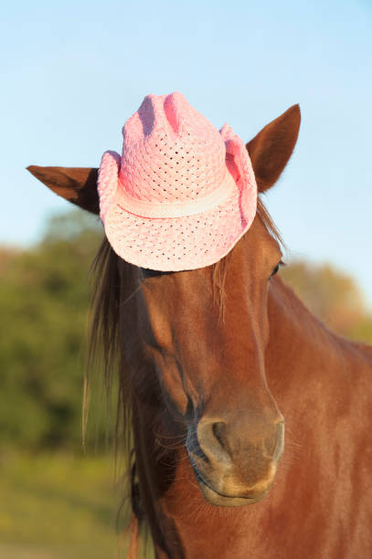 istock Horse Wearing Pink Cowboy Hat 167771024