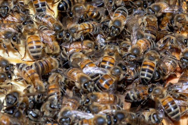 istock Buckfast Honeybees covering a frame within their hive. 1677710330