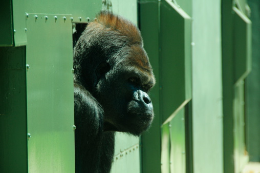 Telephoto image of primate peaking outside.