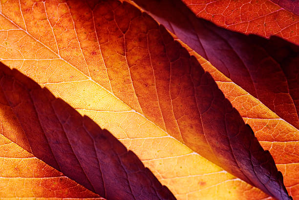 contraluz hojas otoñales - leaf autumn macro leaf vein fotografías e imágenes de stock