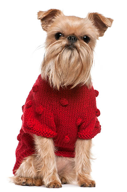 istock Griffon Bruxellois in red sweater, sitting, white background. 167771782