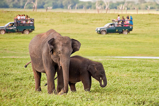 istock Two Asian wild elephants grazing near a waterhole 167771820