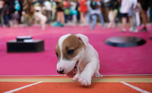 Puppy Jackrussel dog running competition game in carnival concept