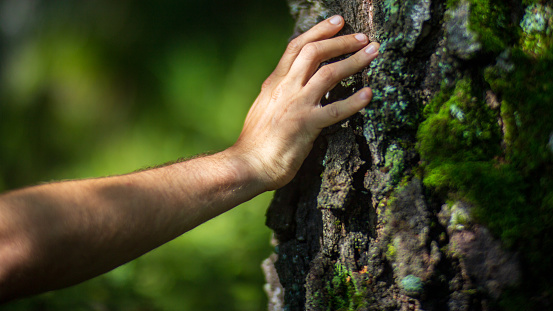 A man's hand touch the tree trunk close-up. Bark wood.Caring for the environment. The ecology concept of saving the world and love nature by human.