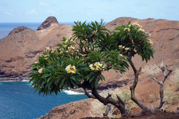 północne wybrzeże wyspy hiva oa - markizy - polinezja francuska - marquises zdjęcia i obrazy z banku zdjęć