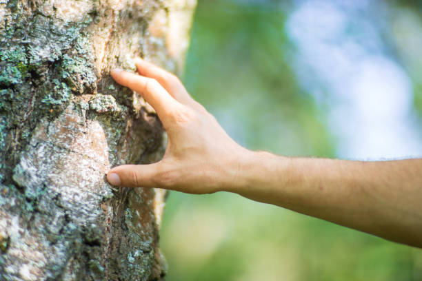 istock A man's hand touch the tree trunk close-up. Bark wood.Caring for the environment. The ecology concept of saving the world and love nature by human 1677726607