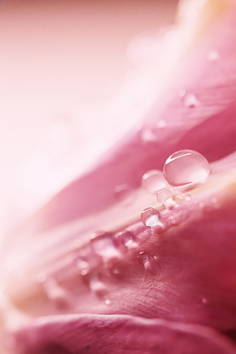 Beautiful pink flower with dew drops, floral beauty closeup